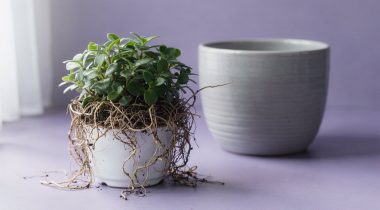 Opieka WordPress a opieka po stronie hostingu – kiedy to nie wystarcza?